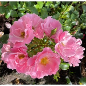 Rosa 'Pink Robusta', pargiroos